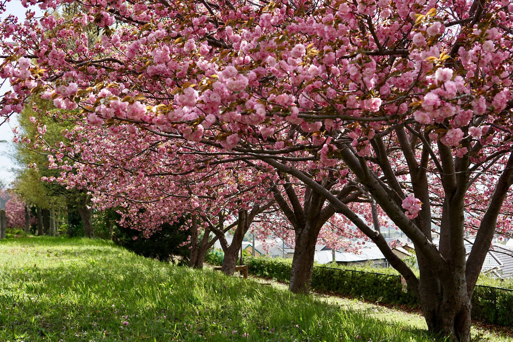 芝桜まつり⇨近所の公園の八重桜