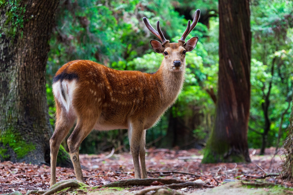 NARA