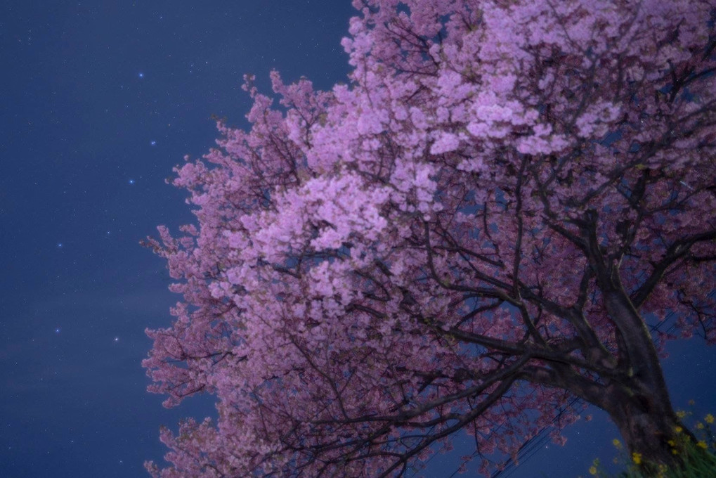 桜の木の上に咲く北斗七星