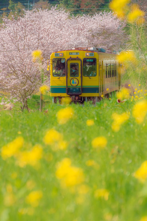 楽しい春見っけた #いすみ鉄道#