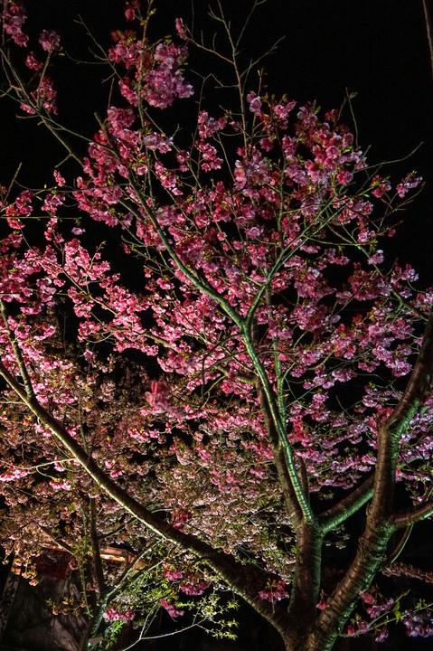 河津の夜桜
