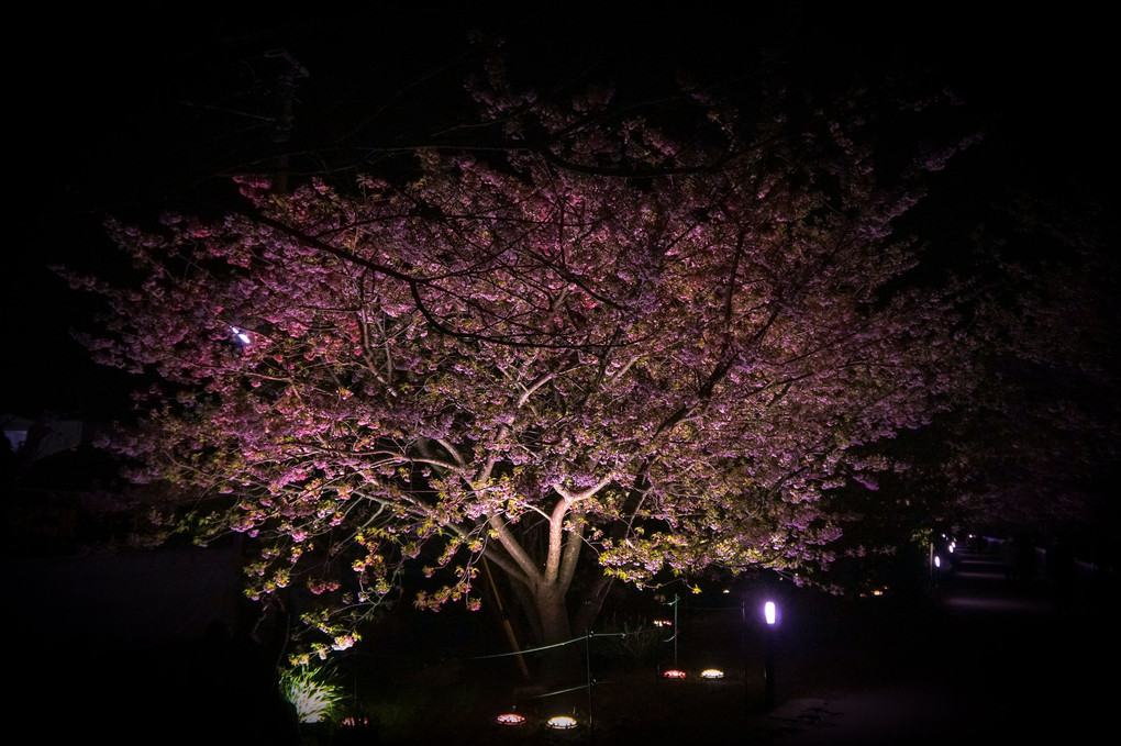 河津の夜桜
