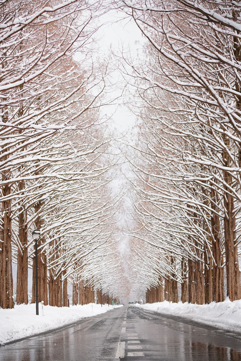 メタセコイア並木雪景色