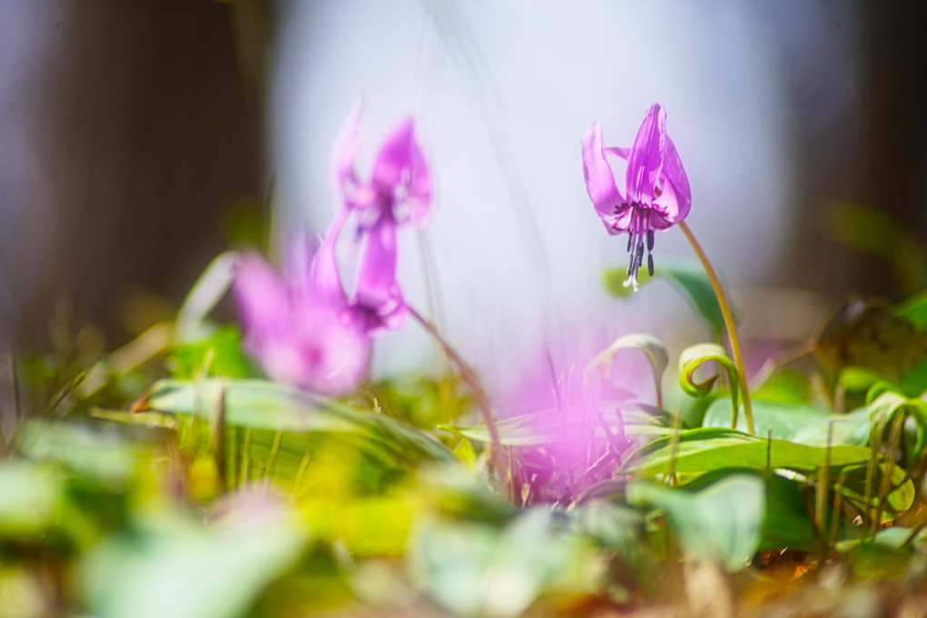 カタクリの花　2022