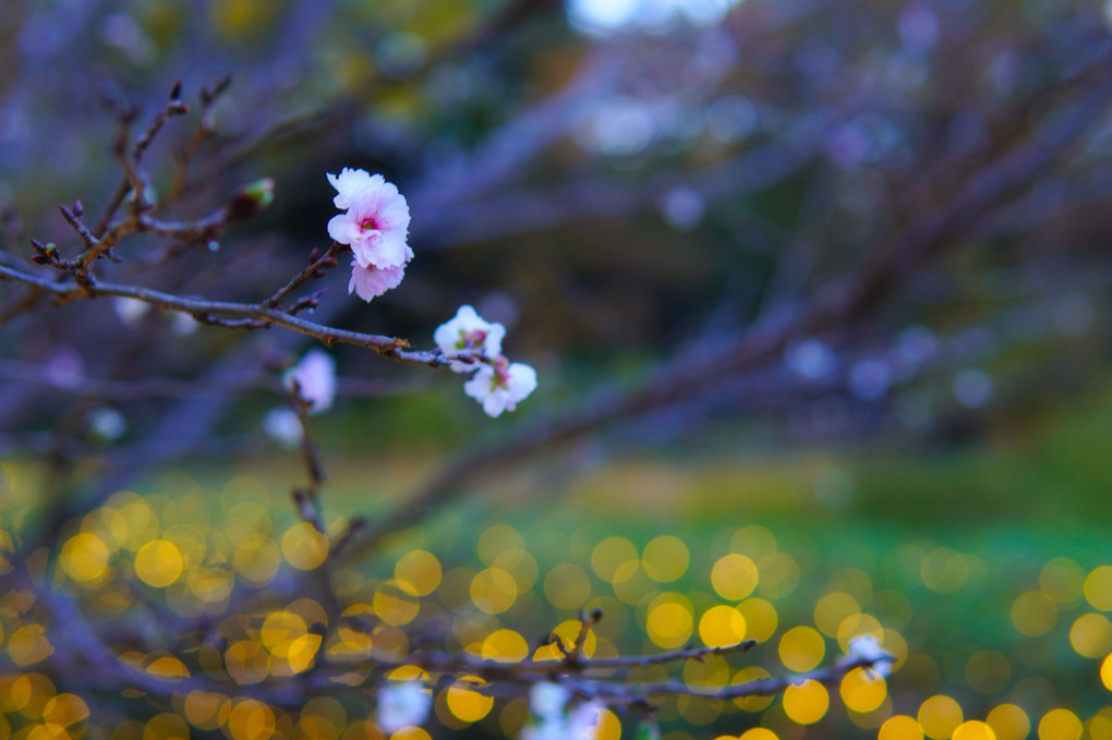 10月桜が咲いていた