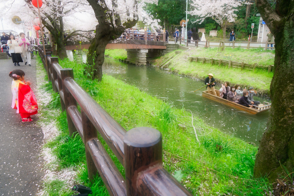 新河岸川の桜