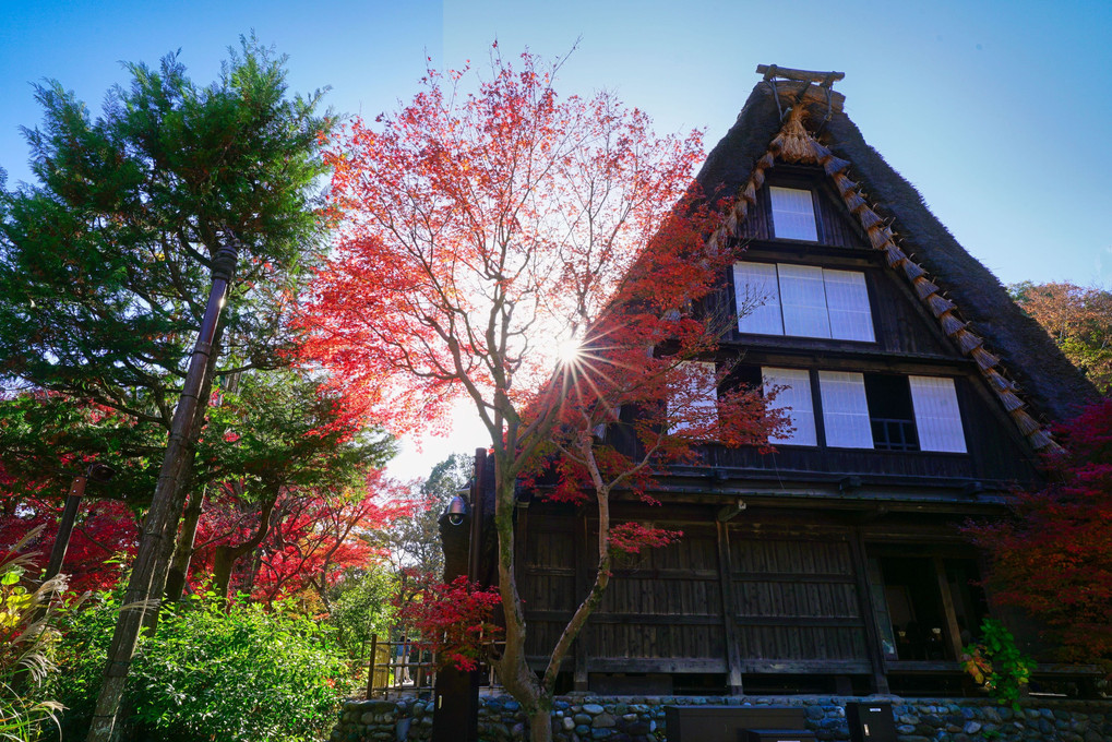 秋の日本民家園