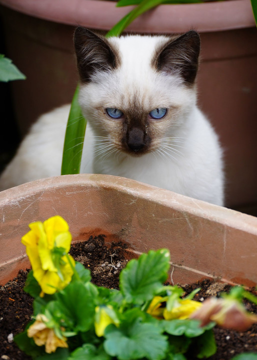 素敵？怖い？野良の子猫