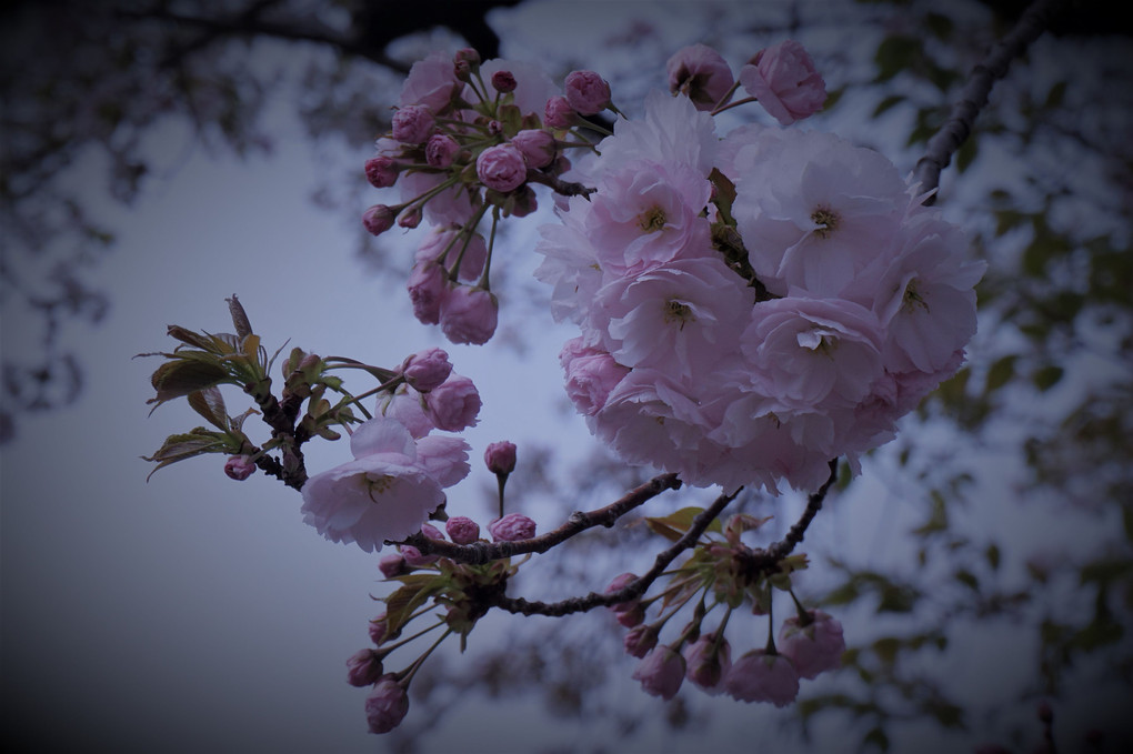満月の桜＆八重桜