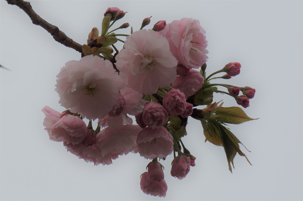 満月の桜＆八重桜