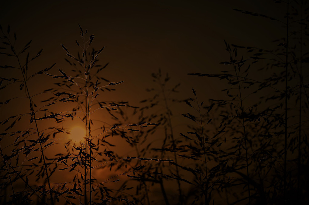 夕日と野草