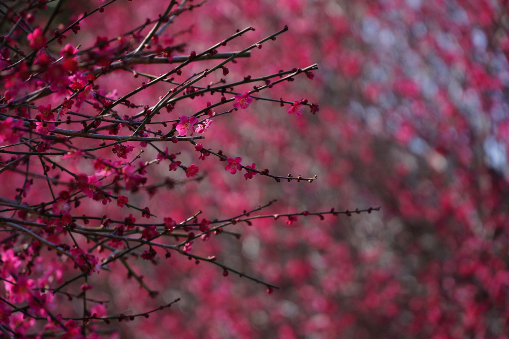 赤々と　木々に花咲く　梅の空