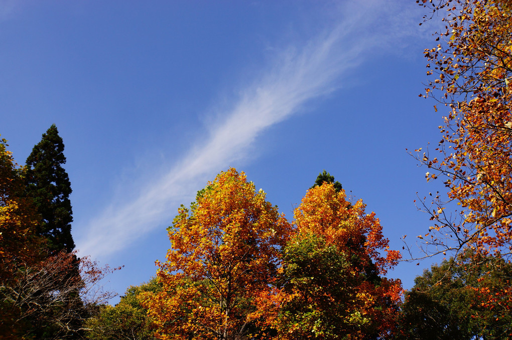 青い空　白い雲　寄り添う木々