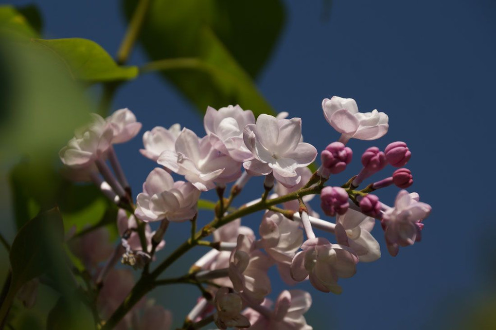 幸運の花