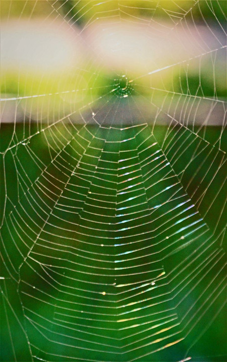 レインボーの蜘蛛の巣