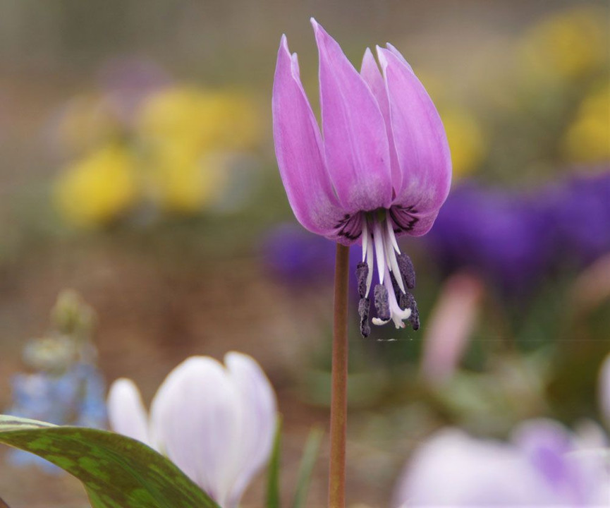 カタクリの花