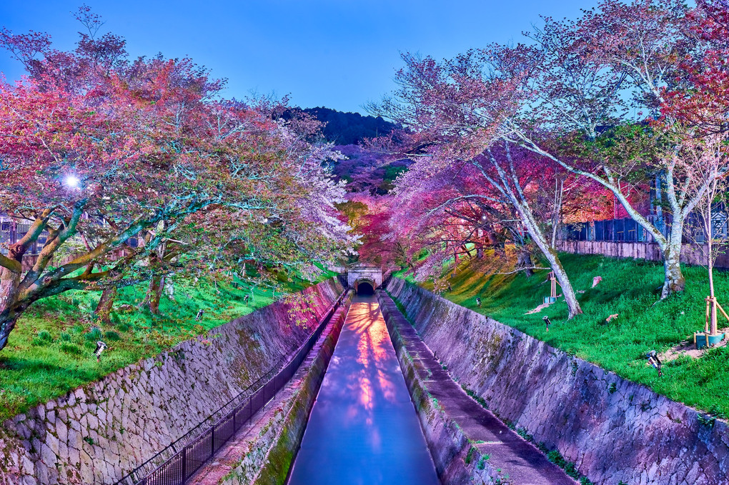 琵琶湖疎水の葉桜