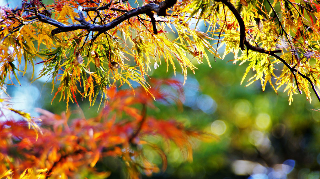 里の紅葉も染まりました！