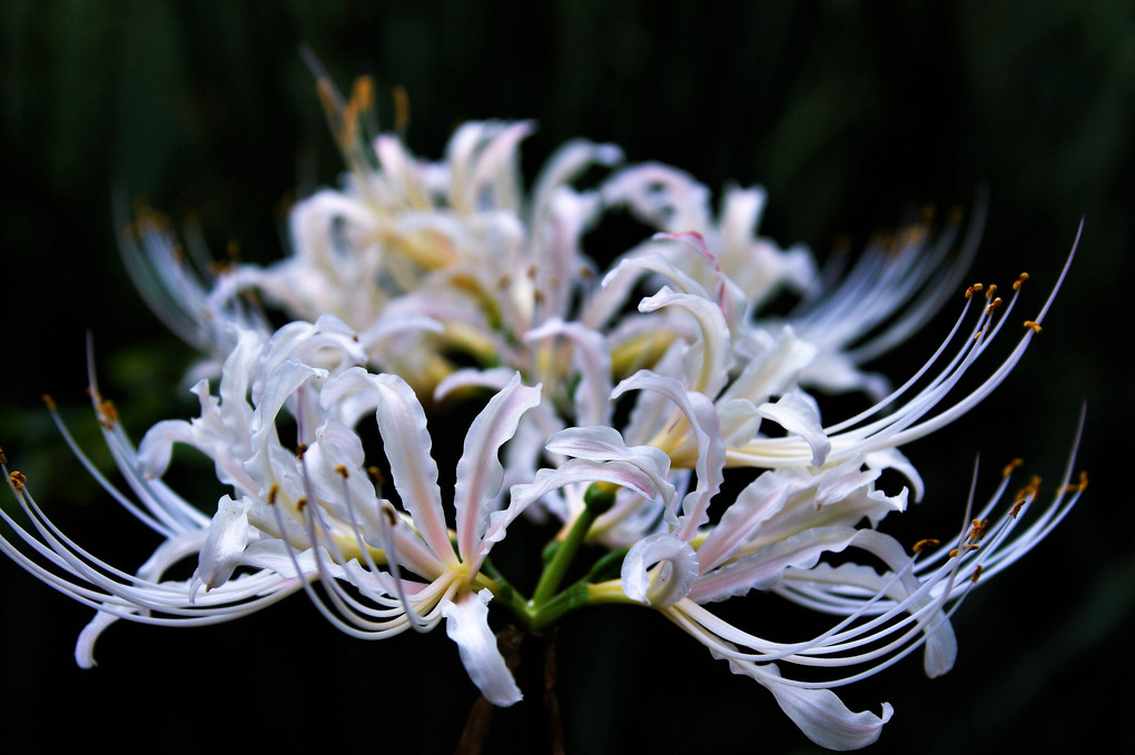 白花彼岸花