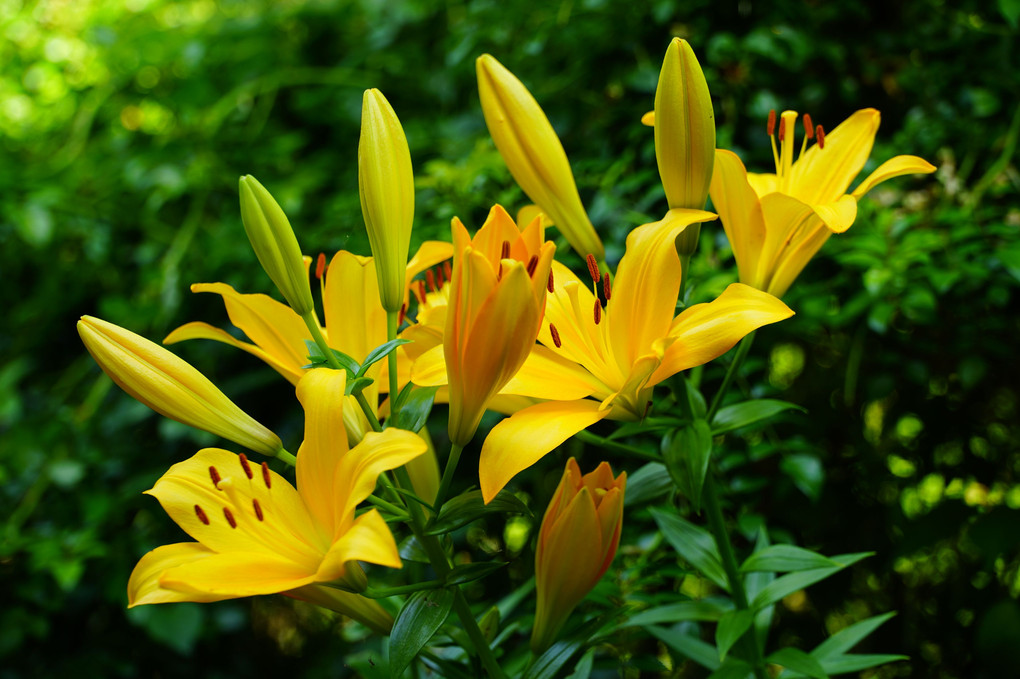 我が家の草花たち２