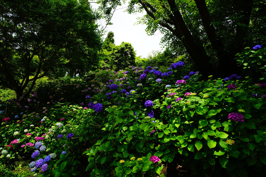 紫陽花まつり