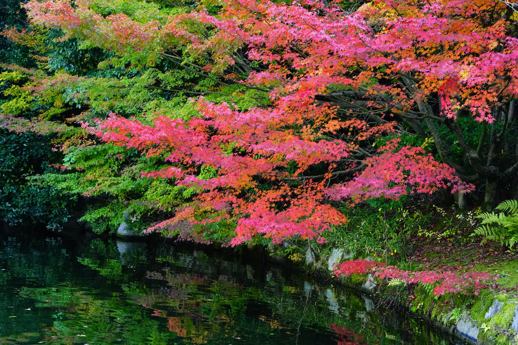 秋の三景園