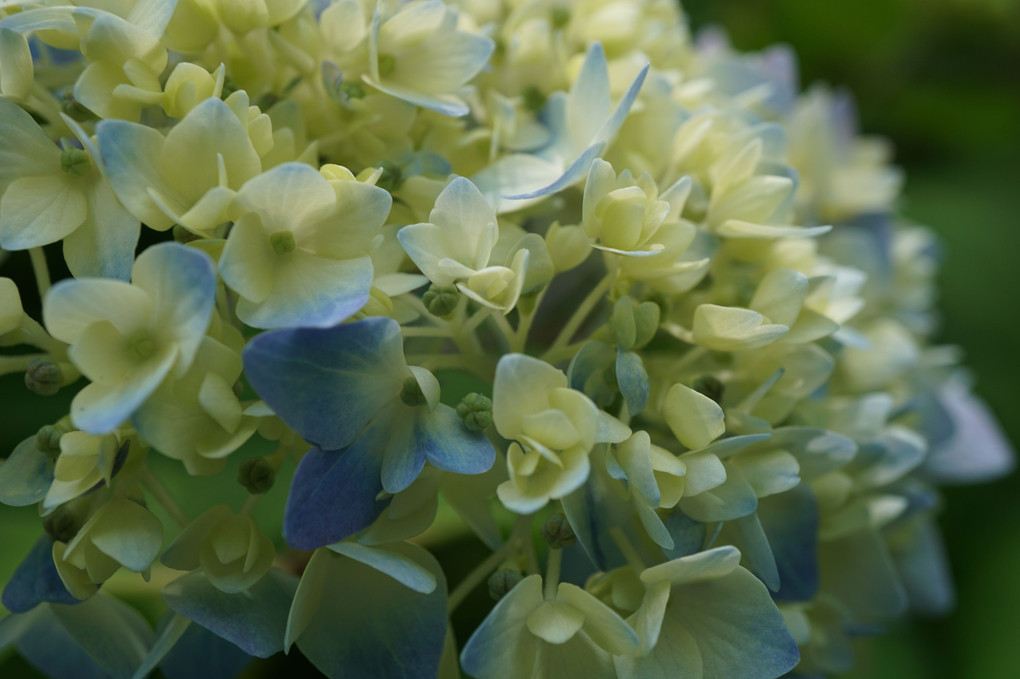 ちょっと早い紫陽花