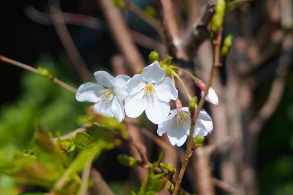若木の桜花