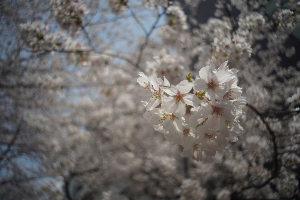 桜並木は満開