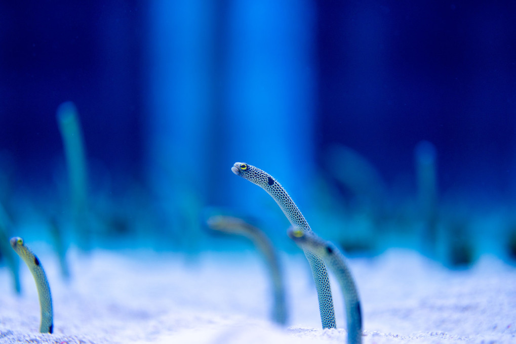 Spotted garden eel #1