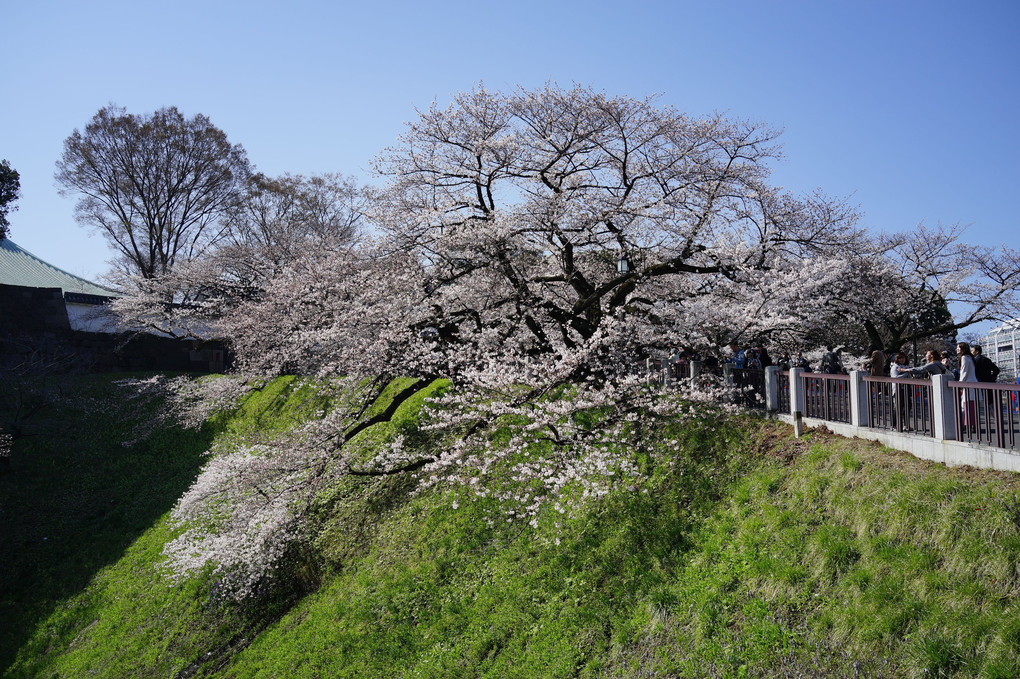 都会の桜と樹木in2018