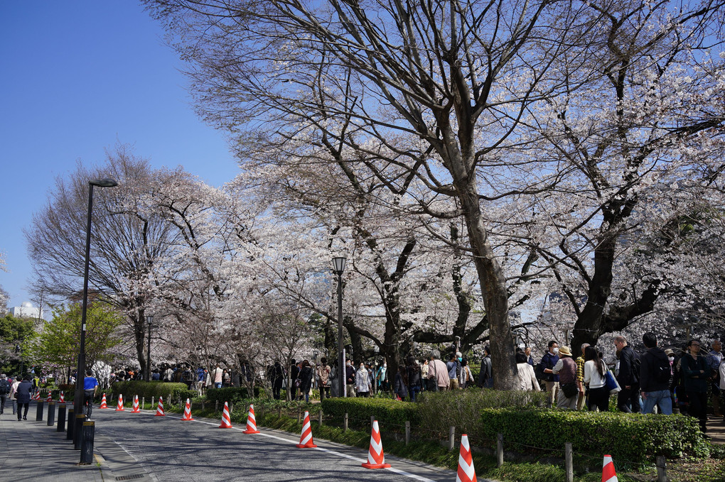 都会の桜と樹木in2018