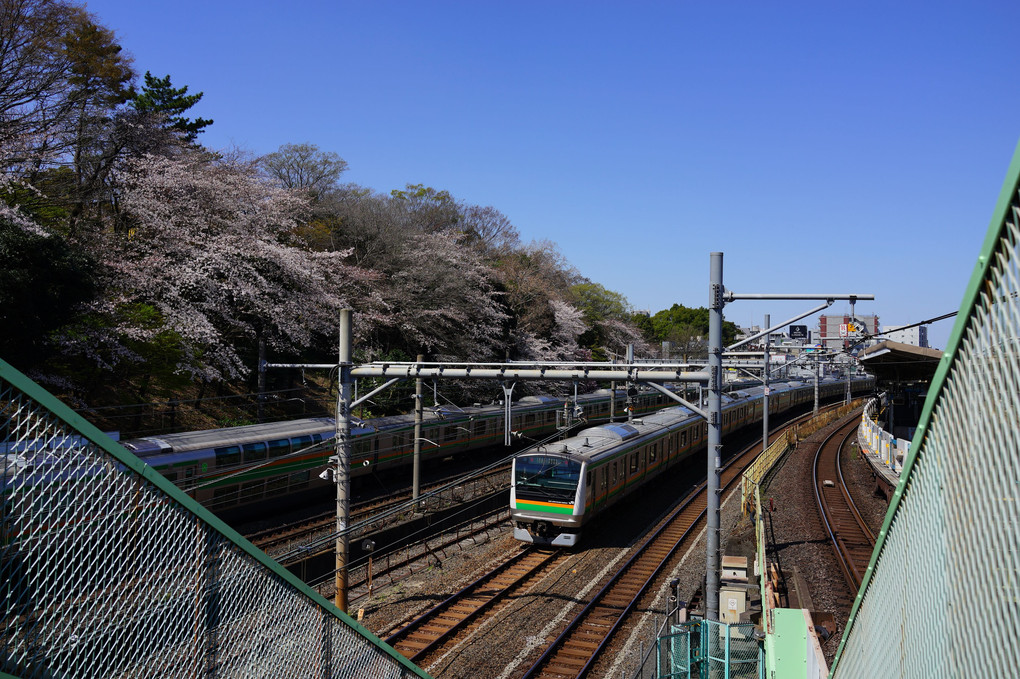 桜と東北本線、E233系3000番台