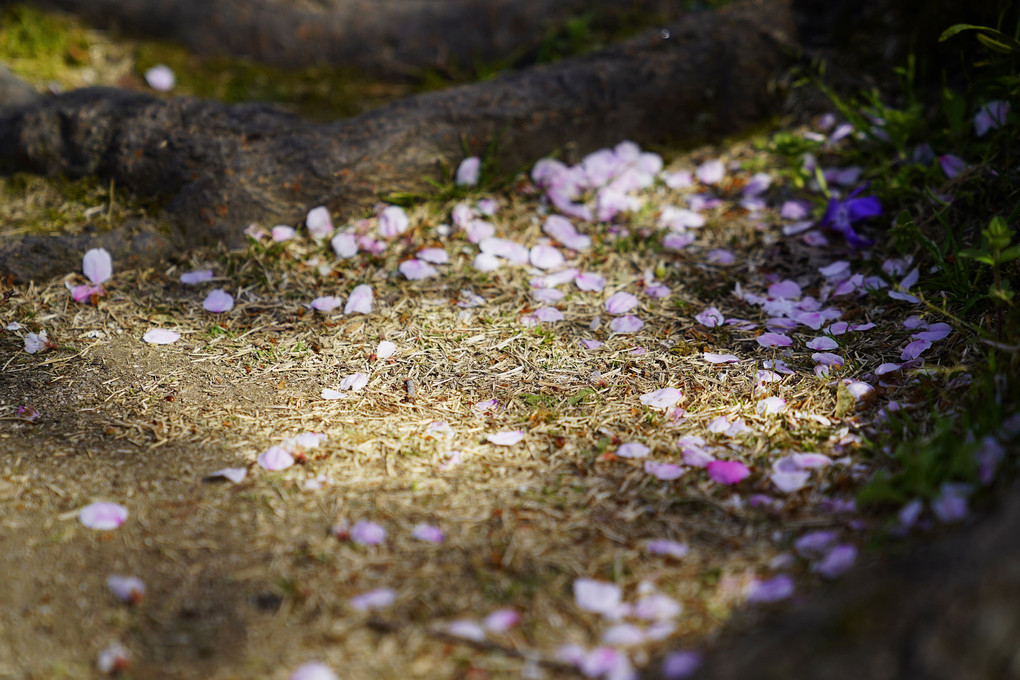 petals of cherry blossoms_02