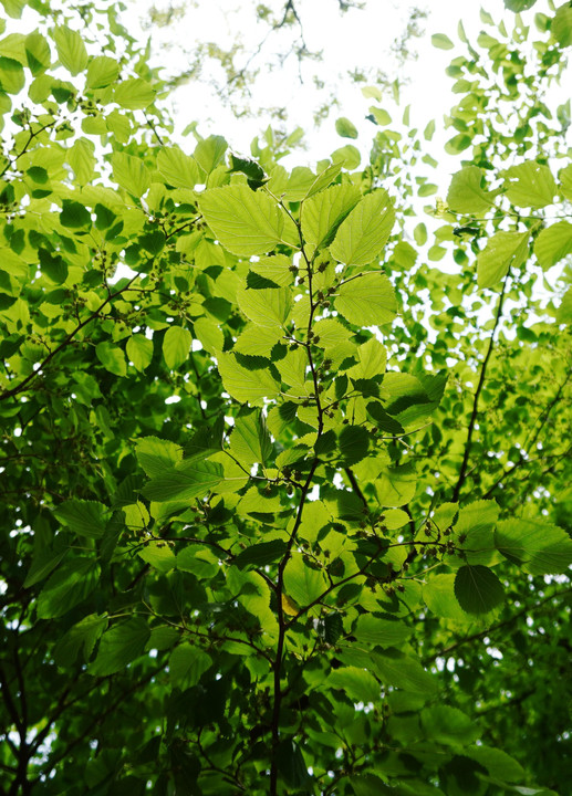 leaves_03
