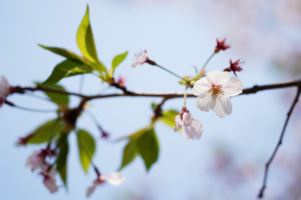 cherry tree in leaf