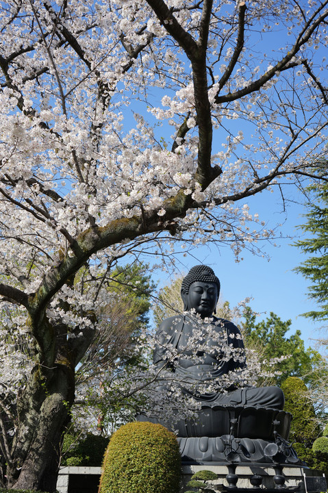 満開の桜と東京大仏