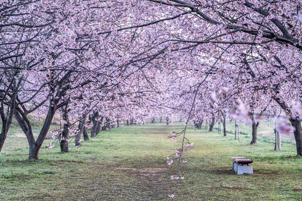 満開の安行寒桜