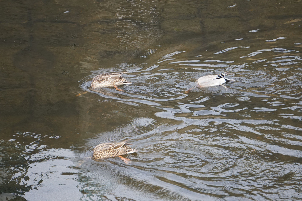 水鳥のシンクロナイズドスイミング