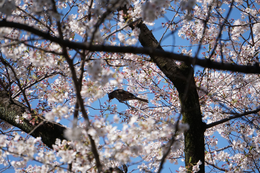 世の中にたえて桜のなかりせば…