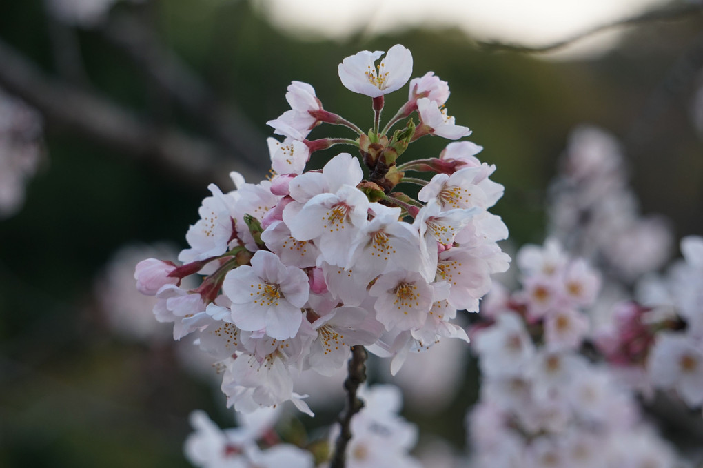 世の中にたえて桜のなかりせば…