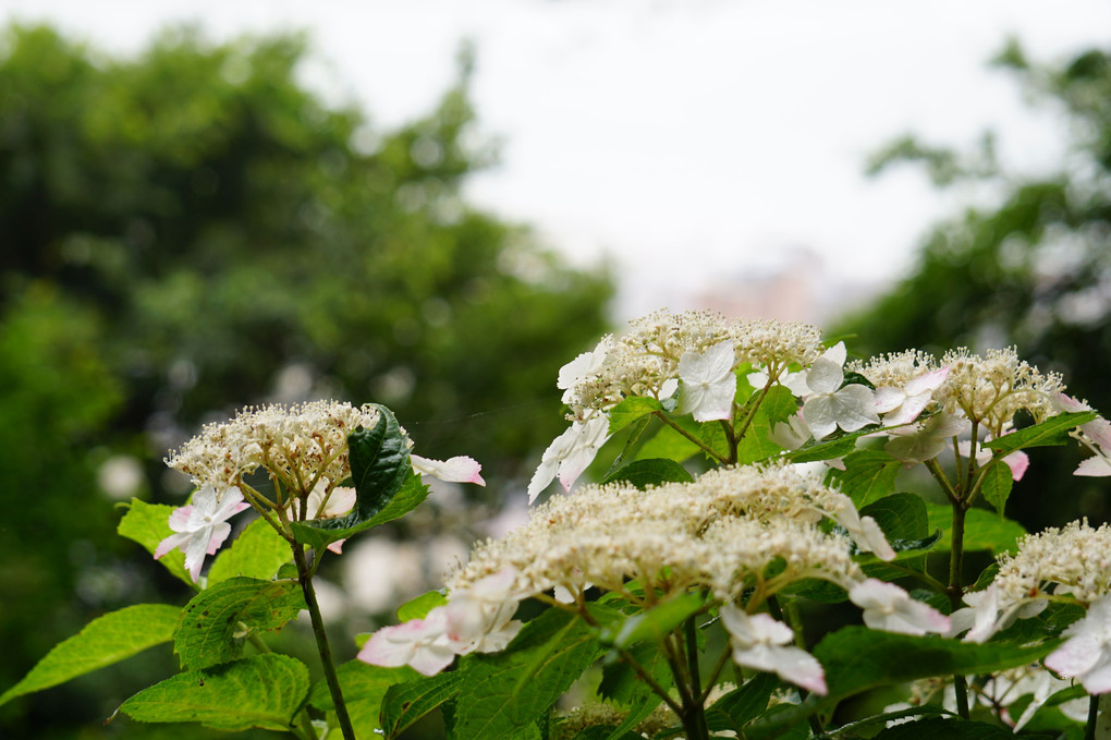 鎌倉　花のたび