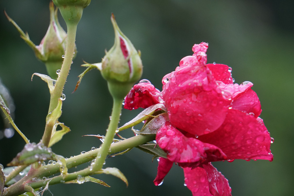 雨に濡れた花たち