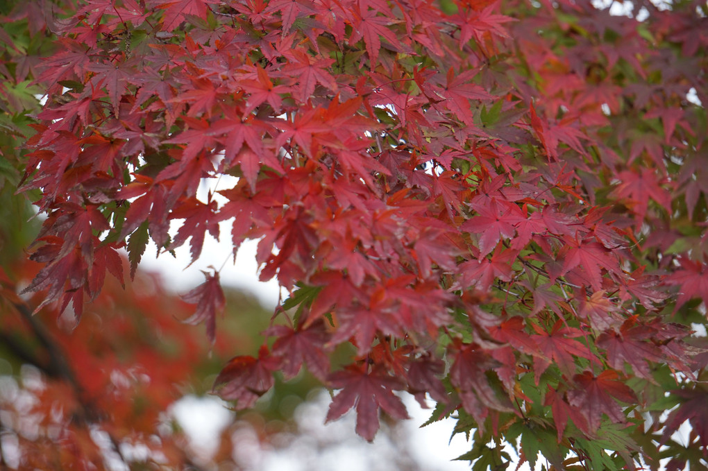 紅葉