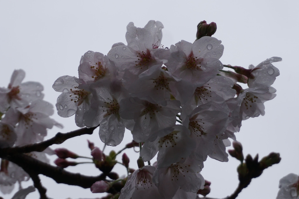 瀧門寺の春