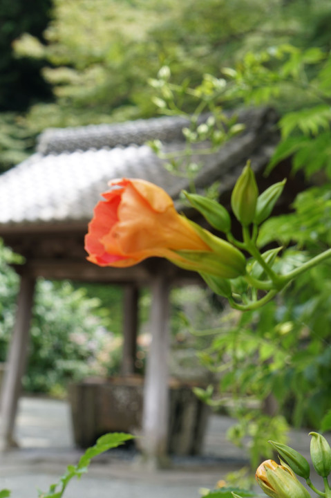 鎌倉妙本寺のノウゼンカズラ