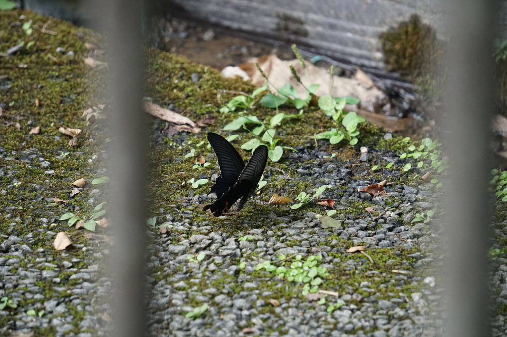 花はどこへ行った♪