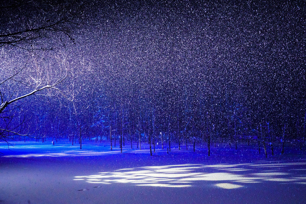 降雪の青い池