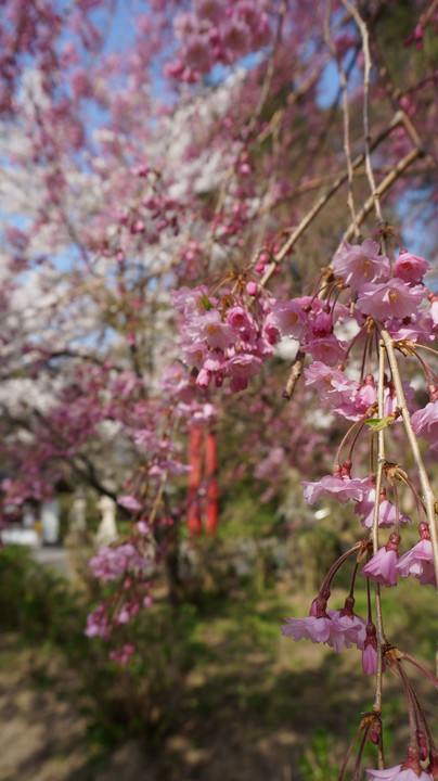 談山神社の枝垂れ桜