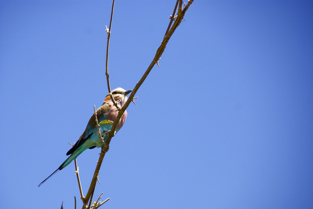 もう一度遠くに行きたい！　南アフリカ　チョベ国立公園の鳥たち